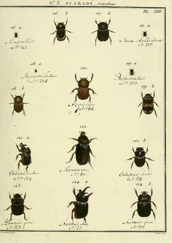 Reproducción/Reproduction 8112656288: Entomologie, ou, Histoire naturelle des insectes :. A Paris :De l'Imprimerie de Baudoin,1789-1808.