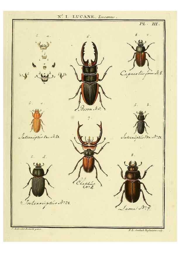 Reproducción/Reproduction 8112639549: Entomologie, ou, Histoire naturelle des insectes :. A Paris :De l'Imprimerie de Baudoin,1789-1808.