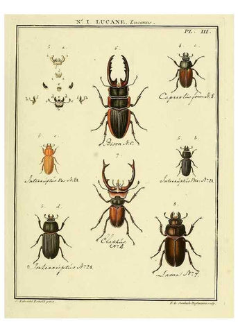 Reproducción/Reproduction 8112639549: Entomologie, ou, Histoire naturelle des insectes :. A Paris :De l'Imprimerie de Baudoin,1789-1808.
