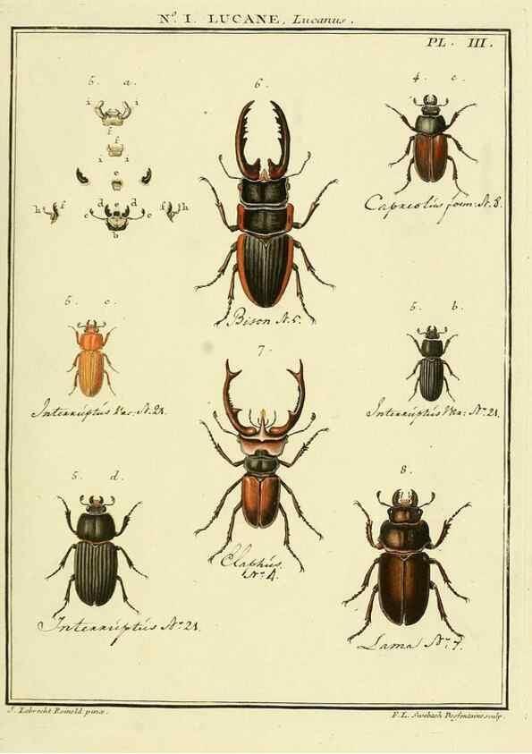 Reproducción/Reproduction 8112639549: Entomologie, ou, Histoire naturelle des insectes :. A Paris :De l'Imprimerie de Baudoin,1789-1808.