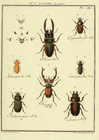 Reproducción/Reproduction 8112639549: Entomologie, ou, Histoire naturelle des insectes :. A Paris :De l'Imprimerie de Baudoin,1789-1808.