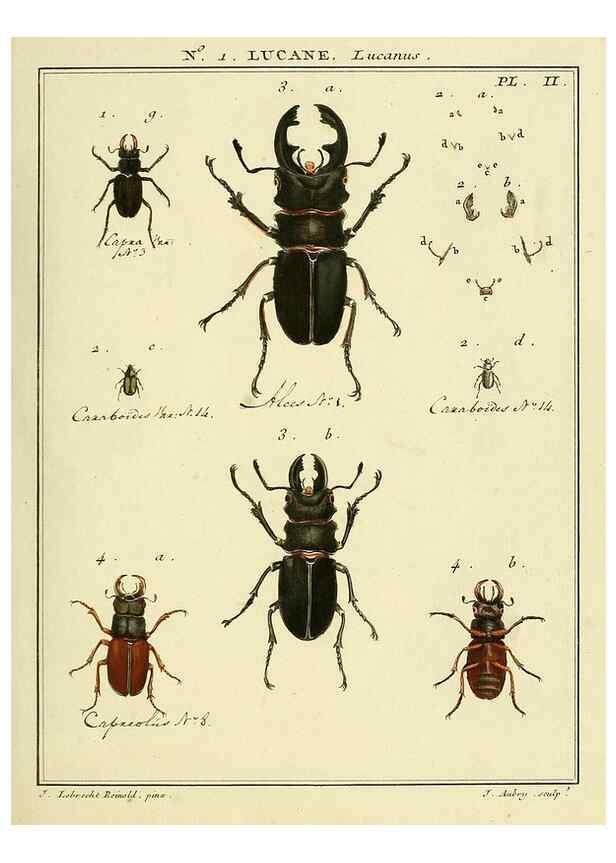 Reproducción/Reproduction 8112648448: Entomologie, ou, Histoire naturelle des insectes :. A Paris :De l'Imprimerie de Baudoin,1789-1808.