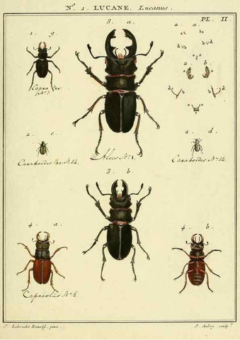 Reproducción/Reproduction 8112648448: Entomologie, ou, Histoire naturelle des insectes :. A Paris :De l'Imprimerie de Baudoin,1789-1808.