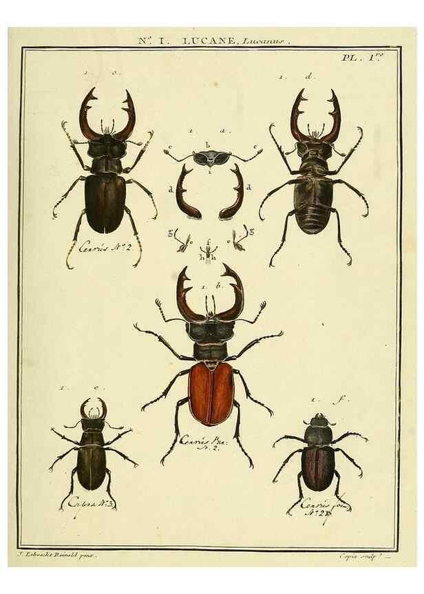 Reproducción/Reproduction 8112638527: Entomologie, ou, Histoire naturelle des insectes :. A Paris :De l'Imprimerie de Baudoin,1789-1808.