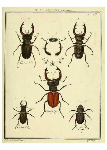Reproducción/Reproduction 8112638527: Entomologie, ou, Histoire naturelle des insectes :. A Paris :De l'Imprimerie de Baudoin,1789-1808.