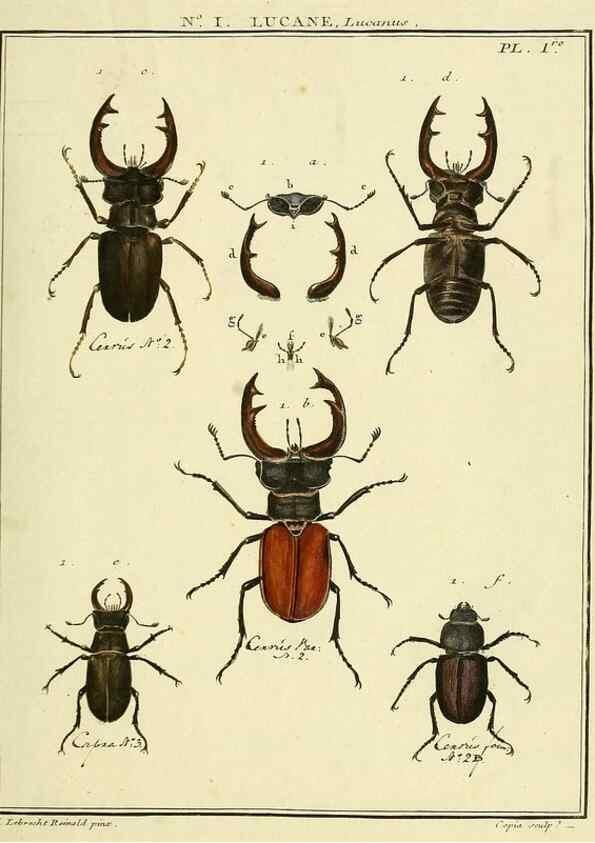 Reproducción/Reproduction 8112638527: Entomologie, ou, Histoire naturelle des insectes :. A Paris :De l'Imprimerie de Baudoin,1789-1808.