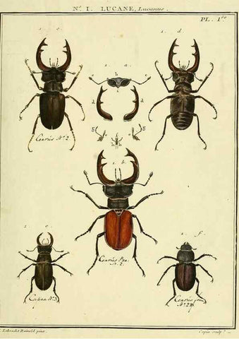 Reproducción/Reproduction 8112638527: Entomologie, ou, Histoire naturelle des insectes :. A Paris :De l'Imprimerie de Baudoin,1789-1808.