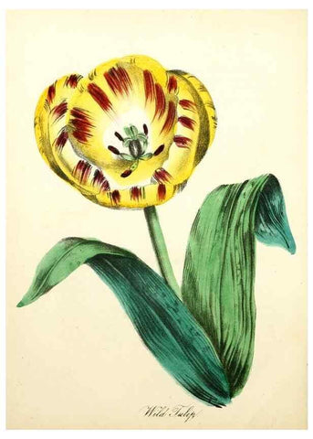 Reproducción/Reproduction 8079588424: The American flora :. New York :Hull & Spencer,1855.