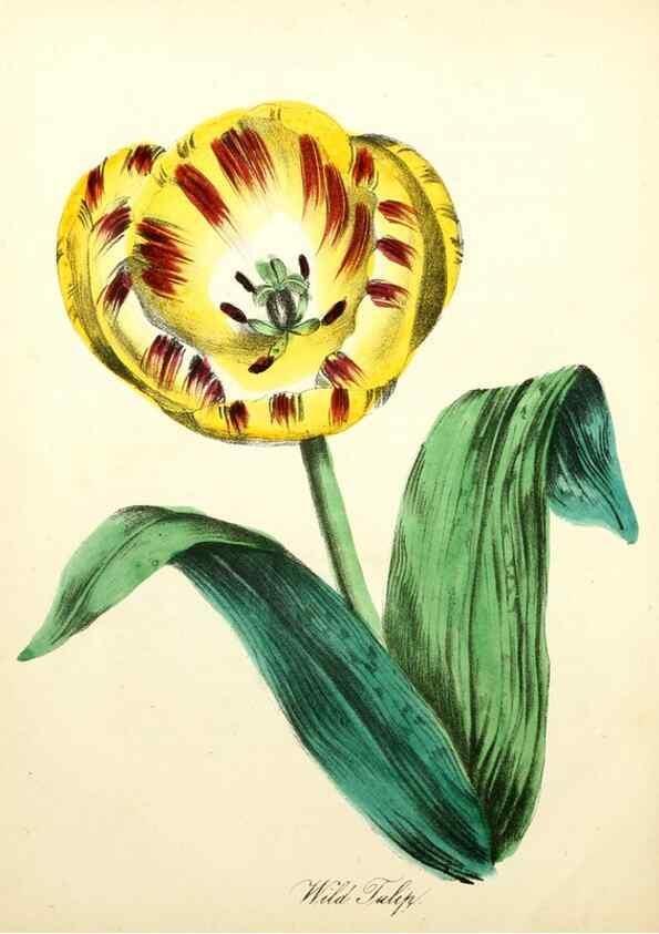 Reproducción/Reproduction 8079588424: The American flora :. New York :Hull & Spencer,1855.