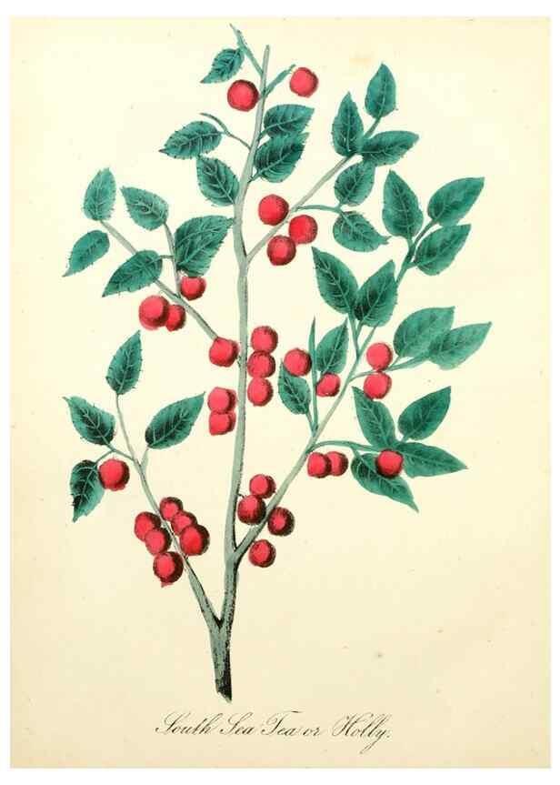 Reproducción/Reproduction 8079589391: The American flora :. New York :Hull & Spencer,1855.