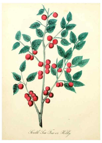 Reproducción/Reproduction 8079589391: The American flora :. New York :Hull & Spencer,1855.