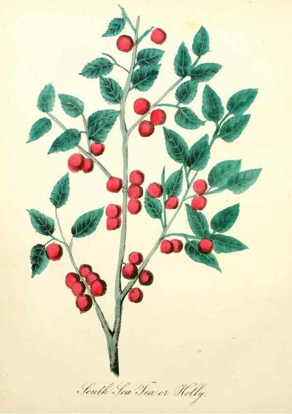 Reproducción/Reproduction 8079589391: The American flora :. New York :Hull & Spencer,1855.