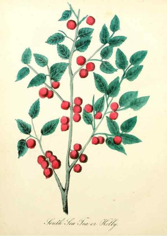 Reproducción/Reproduction 8079589391: The American flora :. New York :Hull & Spencer,1855.