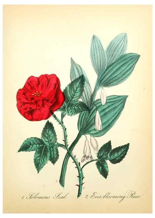 Reproducción/Reproduction 8079589729: The American flora :. New York :Hull & Spencer,1855.
