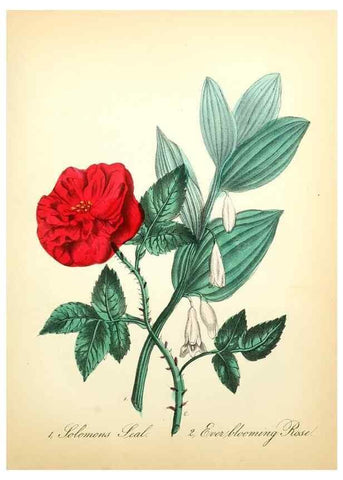 Reproducción/Reproduction 8079589729: The American flora :. New York :Hull & Spencer,1855.
