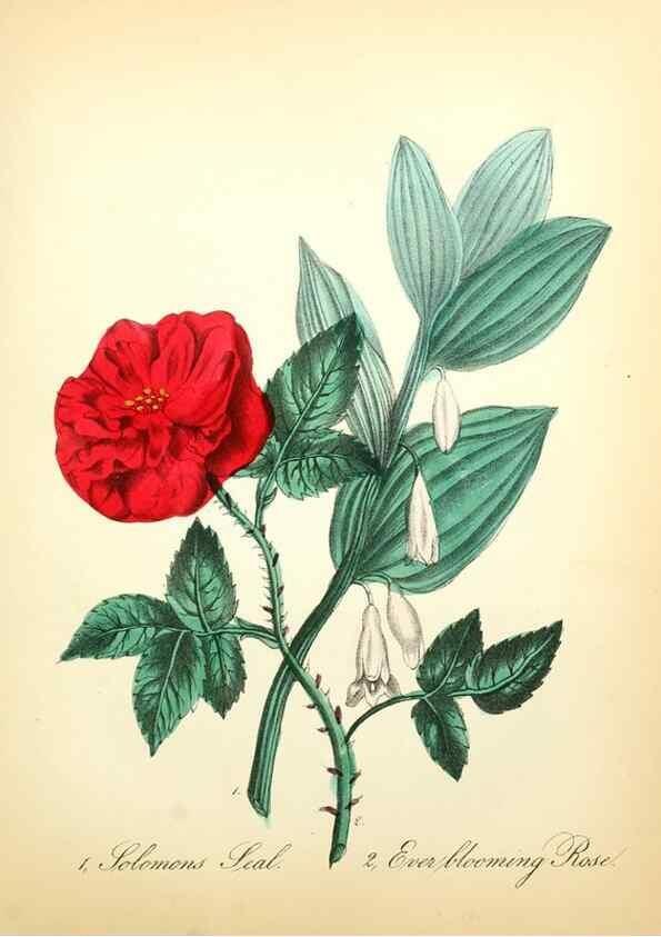 Reproducción/Reproduction 8079589729: The American flora :. New York :Hull & Spencer,1855.