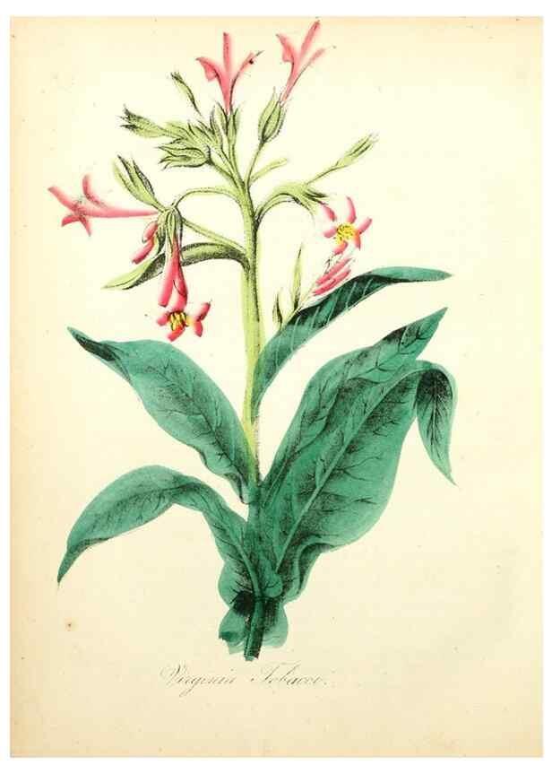 Reproducción/Reproduction 8079583882: The American flora :. New York :Hull & Spencer,1855.