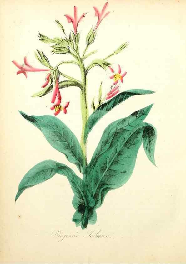 Reproducción/Reproduction 8079583882: The American flora :. New York :Hull & Spencer,1855.