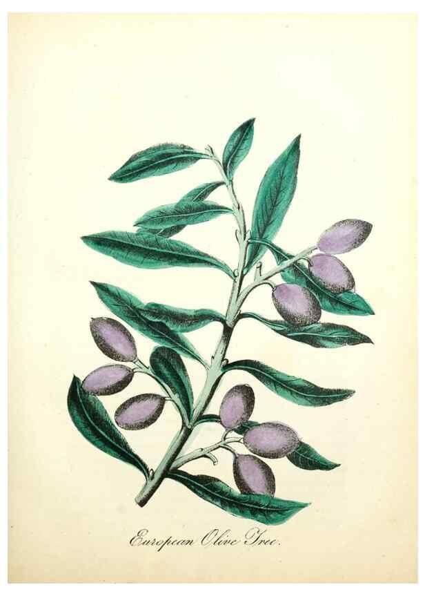 Reproducción/Reproduction 8079584184: The American flora :. New York :Hull & Spencer,1855.
