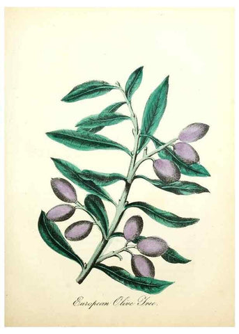 Reproducción/Reproduction 8079584184: The American flora :. New York :Hull & Spencer,1855.