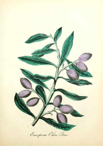 Reproducción/Reproduction 8079584184: The American flora :. New York :Hull & Spencer,1855.