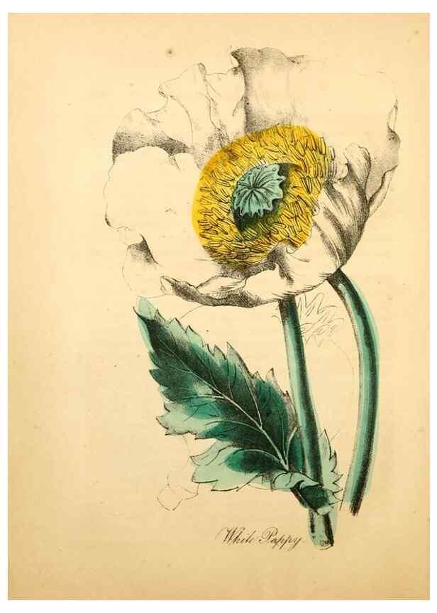 Reproducción/Reproduction 8079590663: The American flora :. New York :Hull & Spencer,1855.