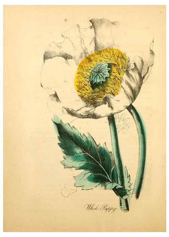 Reproducción/Reproduction 8079590663: The American flora :. New York :Hull & Spencer,1855.