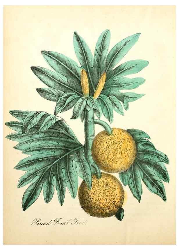 Reproducción/Reproduction 8079584892: The American flora :. New York :Hull & Spencer,1855.