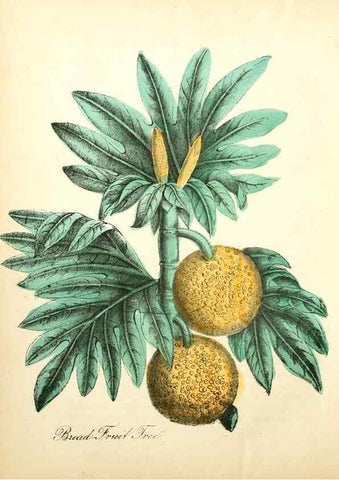 Reproducción/Reproduction 8079584892: The American flora :. New York :Hull & Spencer,1855.