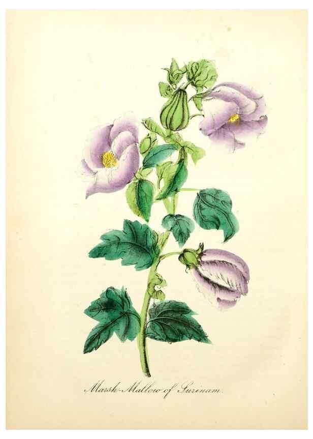 Reproducción/Reproduction 8079591309: The American flora :. New York :Hull & Spencer,1855.