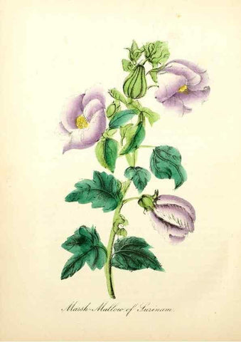 Reproducción/Reproduction 8079591309: The American flora :. New York :Hull & Spencer,1855.