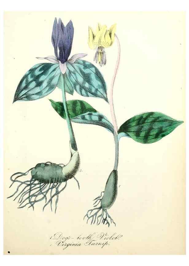 Reproducción/Reproduction 8079582752: The American flora :. New York :Hull & Spencer,1855.