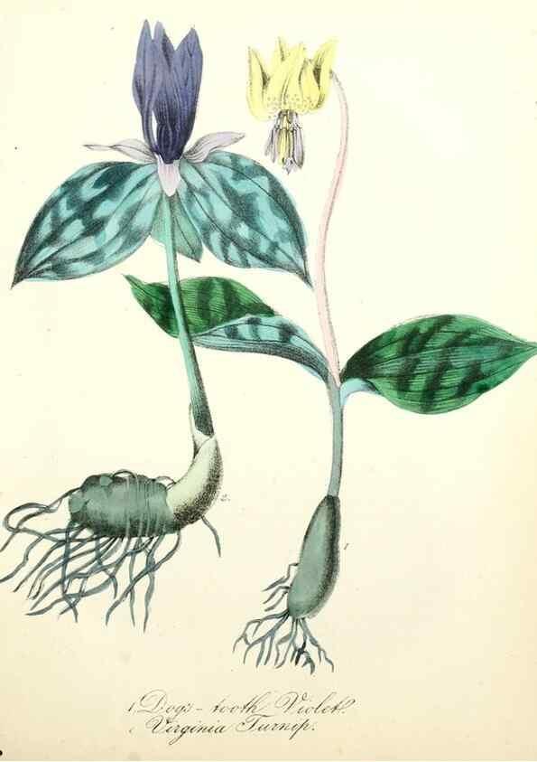 Reproducción/Reproduction 8079582752: The American flora :. New York :Hull & Spencer,1855.