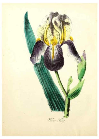 Reproducción/Reproduction 8079591587: The American flora :. New York :Hull & Spencer,1855.