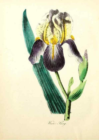 Reproducción/Reproduction 8079591587: The American flora :. New York :Hull & Spencer,1855.