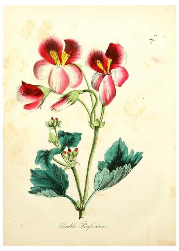 Reproducción/Reproduction 8079586090: The American flora :. New York :Hull & Spencer,1855.