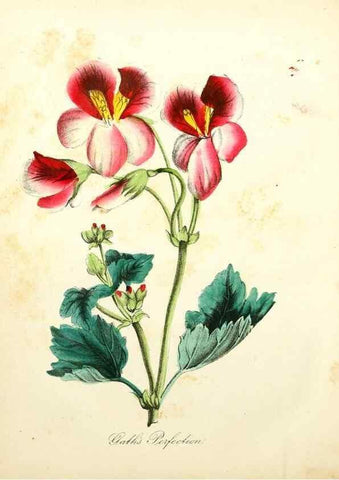 Reproducción/Reproduction 8079586090: The American flora :. New York :Hull & Spencer,1855.