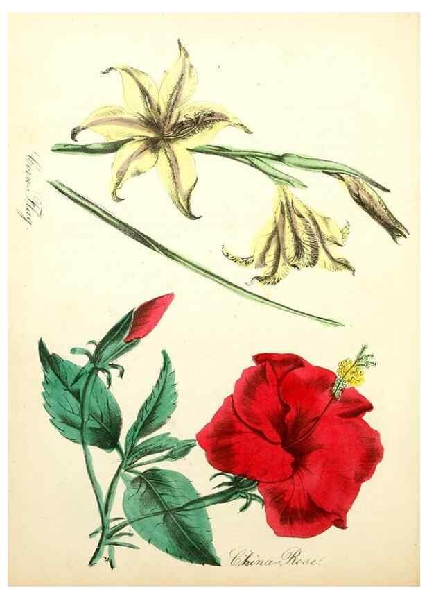 Reproducción/Reproduction 8079586424: The American flora :. New York :Hull & Spencer,1855.