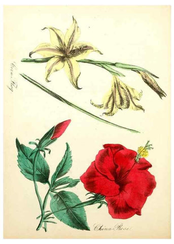 Reproducción/Reproduction 8079586424: The American flora :. New York :Hull & Spencer,1855.