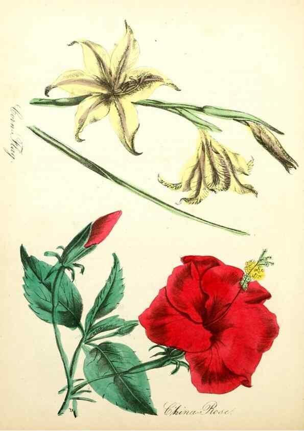 Reproducción/Reproduction 8079586424: The American flora :. New York :Hull & Spencer,1855.