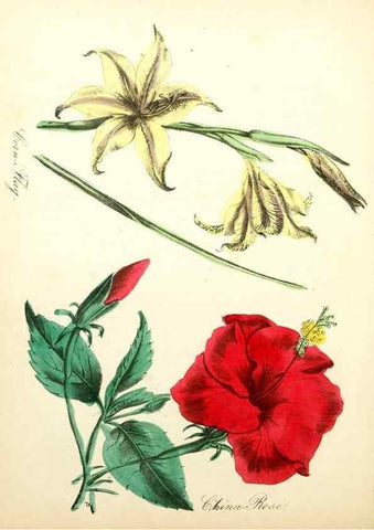 Reproducción/Reproduction 8079586424: The American flora :. New York :Hull & Spencer,1855.
