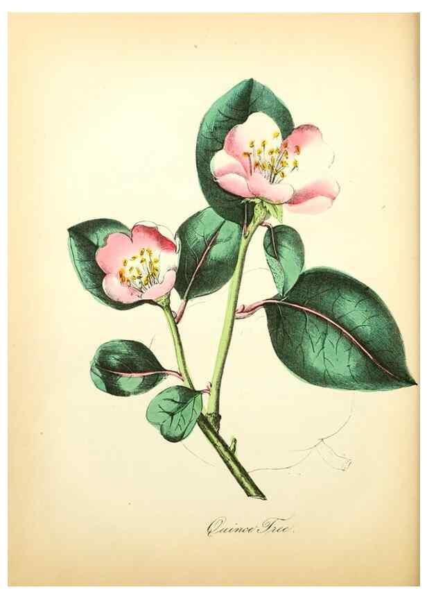 Reproducción/Reproduction 8079586796: The American flora :. New York :Hull & Spencer,1855.