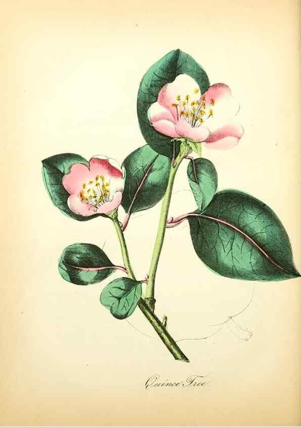 Reproducción/Reproduction 8079586796: The American flora :. New York :Hull & Spencer,1855.