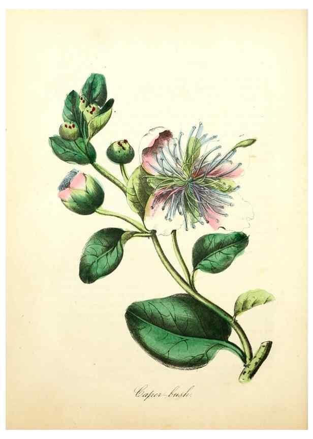 Reproducción/Reproduction 8079593217: The American flora :. New York :Hull & Spencer,1855.