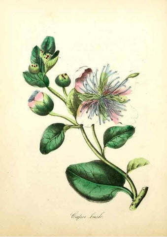 Reproducción/Reproduction 8079593217: The American flora :. New York :Hull & Spencer,1855.