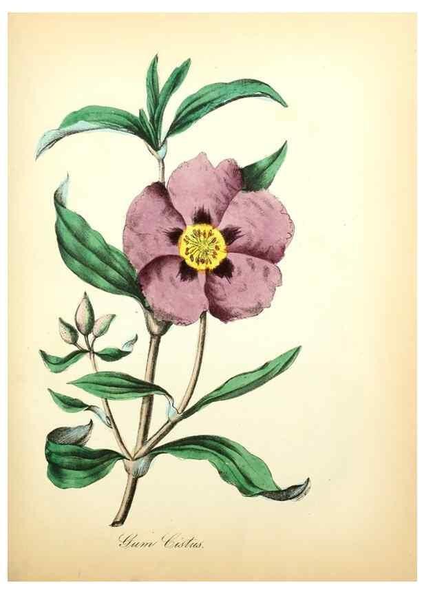 Reproducción/Reproduction 8079593513: The American flora :. New York :Hull & Spencer,1855.