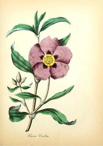 Reproducción/Reproduction 8079593513: The American flora :. New York :Hull & Spencer,1855.