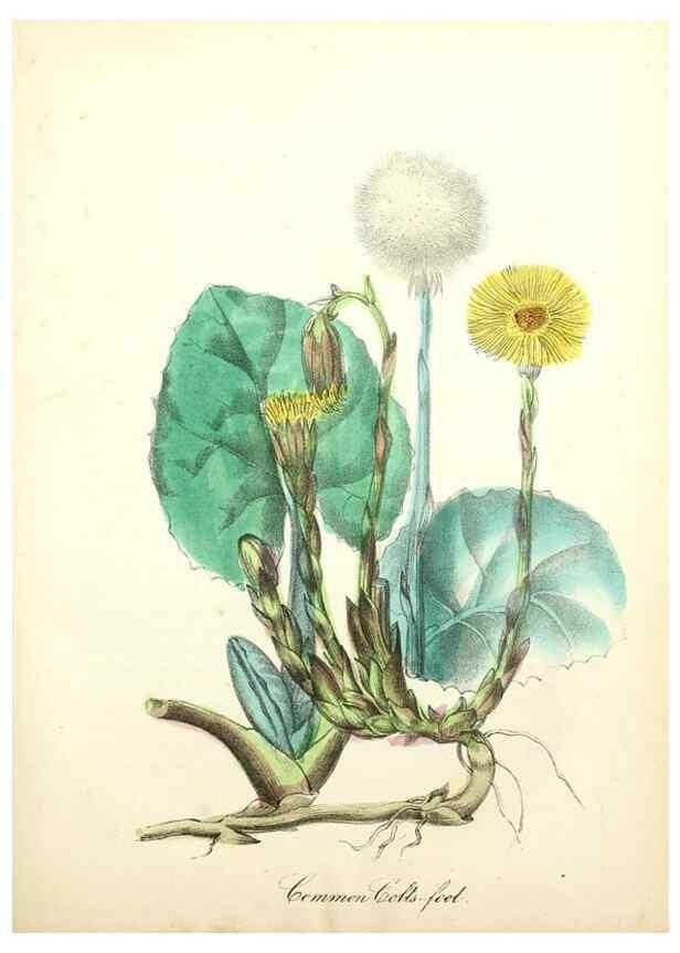 Reproducción/Reproduction 8079593833: The American flora :. New York :Hull & Spencer,1855.
