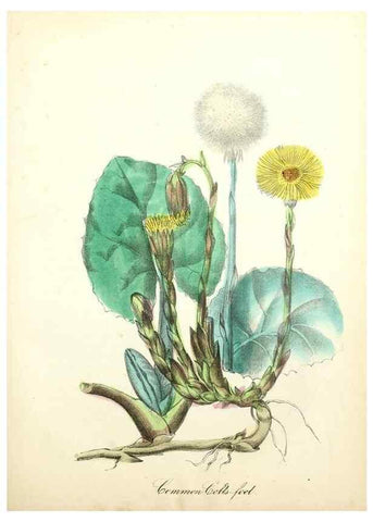 Reproducción/Reproduction 8079593833: The American flora :. New York :Hull & Spencer,1855.