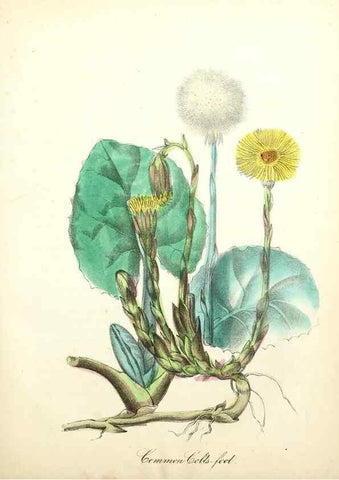 Reproducción/Reproduction 8079593833: The American flora :. New York :Hull & Spencer,1855.